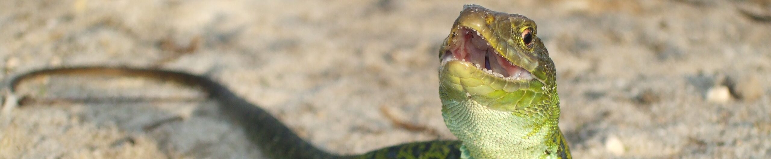Lacerta lepida - Mata da Machada Barreiro 11